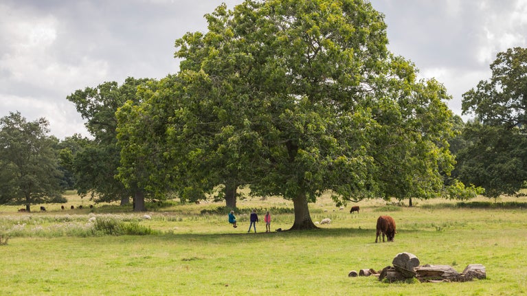 View across a parkland with grassland and trees. Cow in the foreground and a family playing on a swing on the tree in the centre.